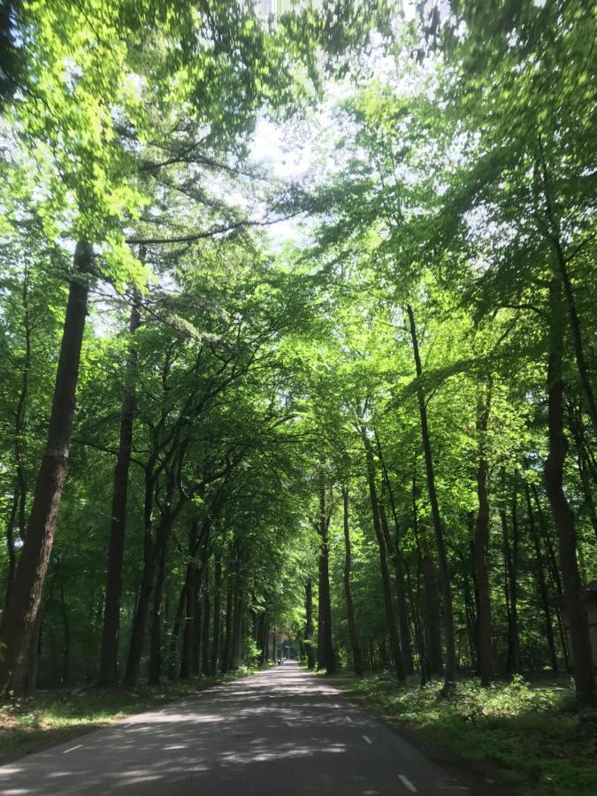 Uniek Chalet Op De Veluwe, In Bosrijke Omgeving. Putten Exteriör bild